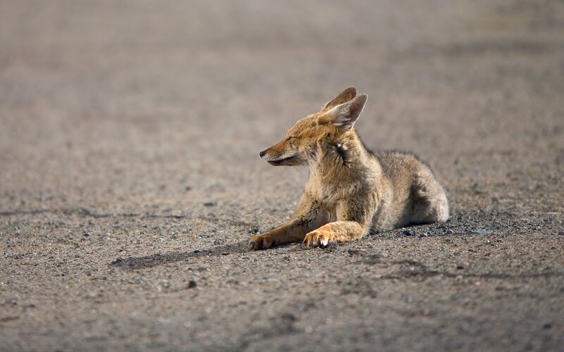 Coyote resting on gravel