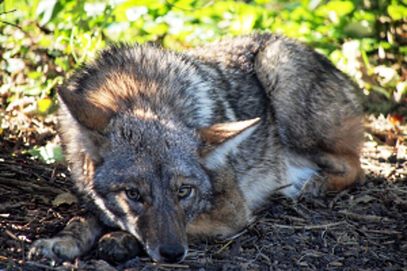 Coyote Resting on Ground