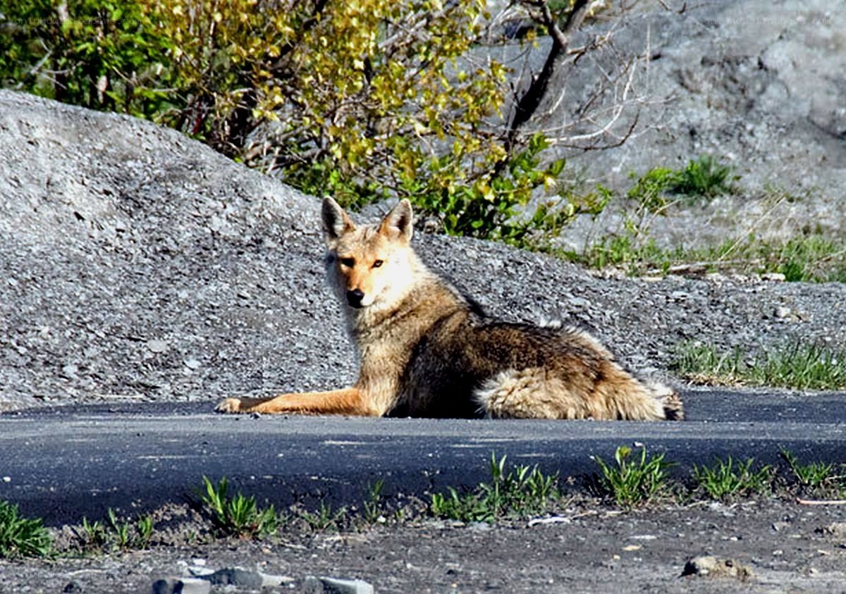 Coyote resting on pavement