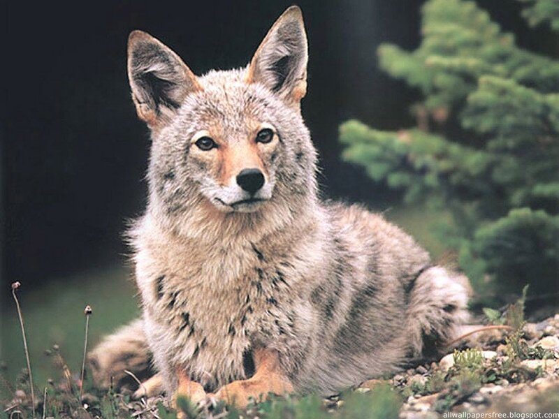 Coyote Sitting on Ground