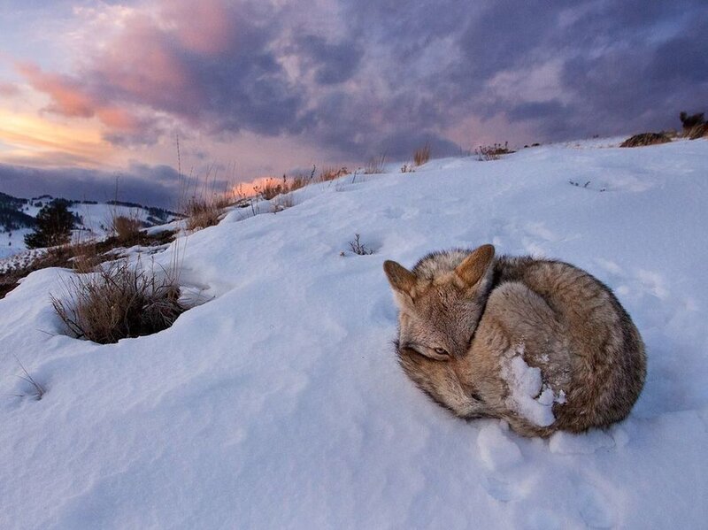 Coyote Sleeping in Snow — White