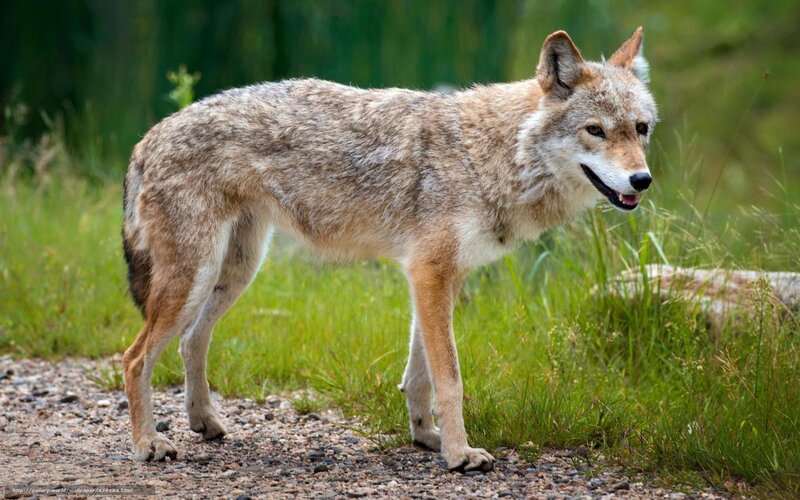 Coyote Standing on Path