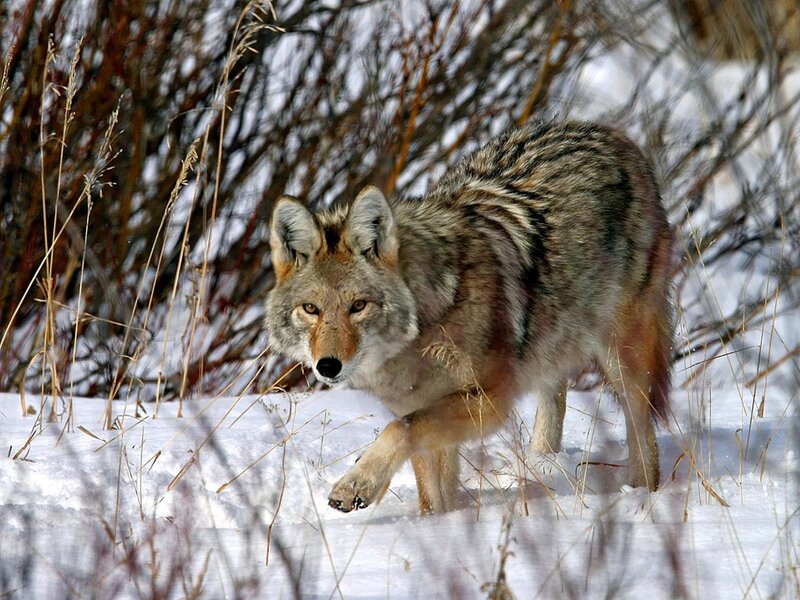 Coyote Walking in Snow