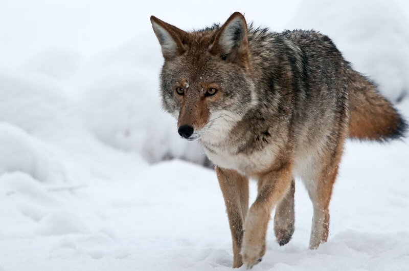 Coyote Walking in Snow — White