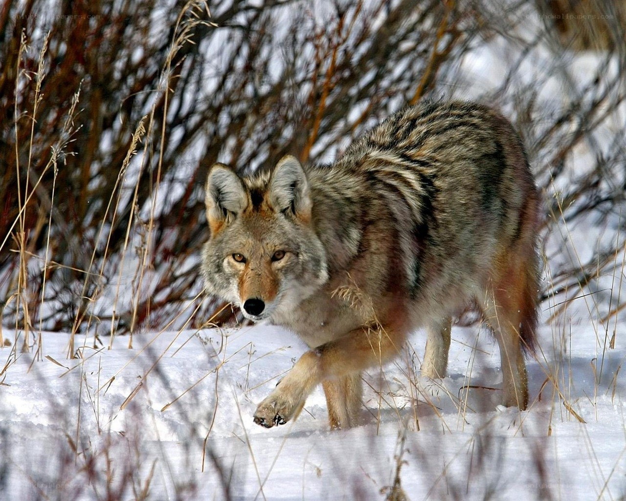 Coyote walking in snowy field