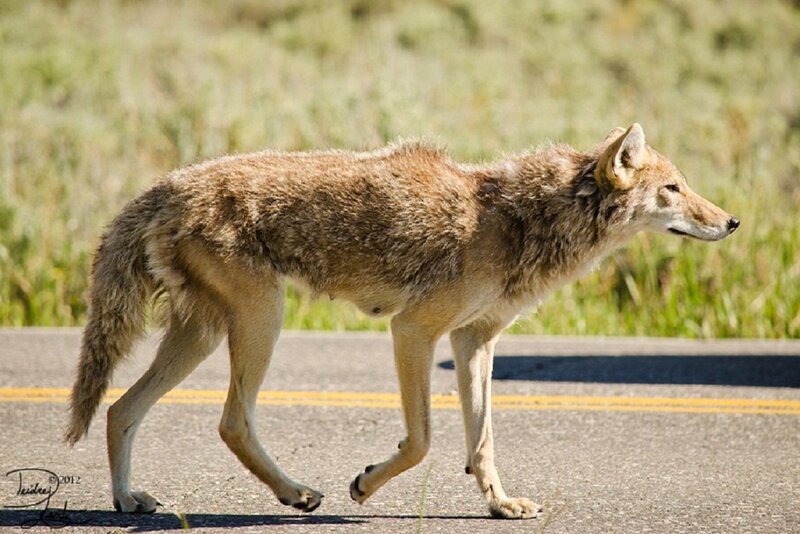 Coyote Walking on Road — Brown