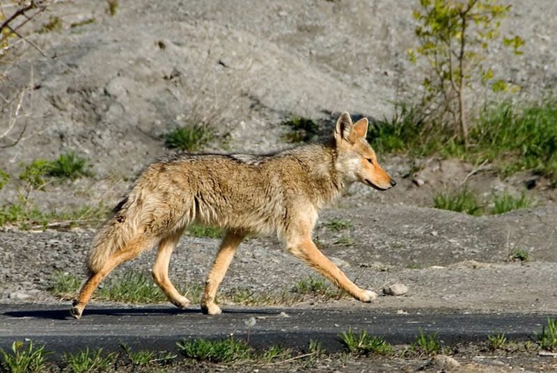 Coyote Walking on Road