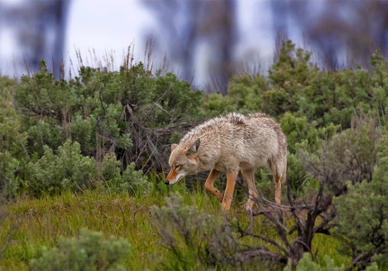 Coyote Walking Through Shrubs