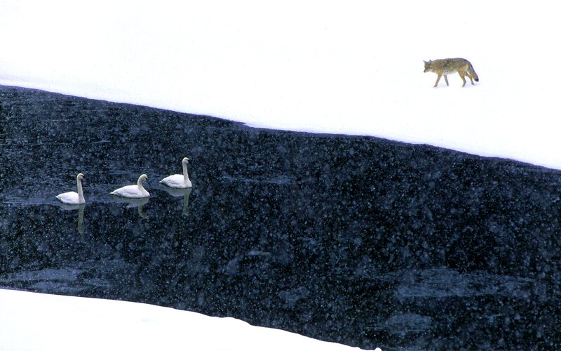 Coyote Watching Swans