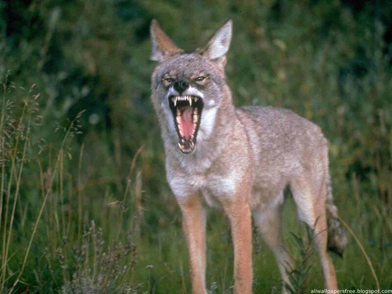 Coyote with Open Mouth — Brown
