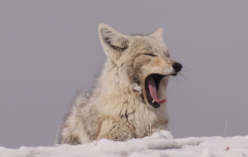 Coyote Yawning in Snow