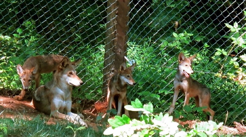 Coyotes in Enclosure