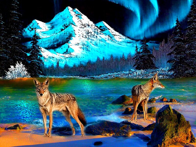 Coyotes in River