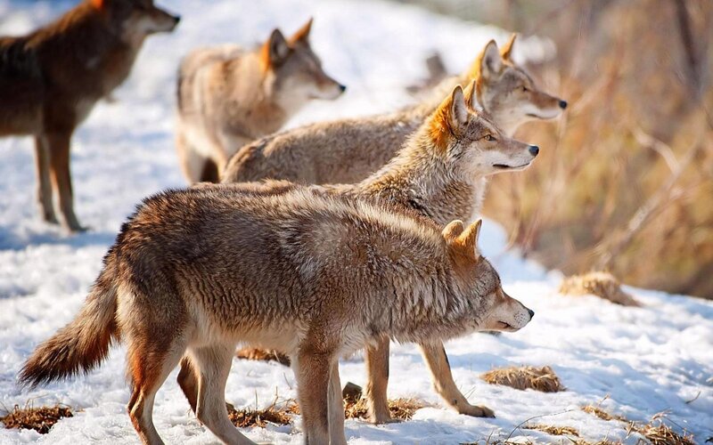 Coyotes in Snow — Brown, Alert, Winter, Photograph, Grass