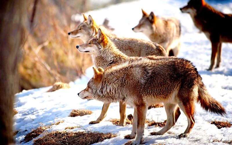 Coyotes in Snow — Brown, Alert, Winter, Photograph