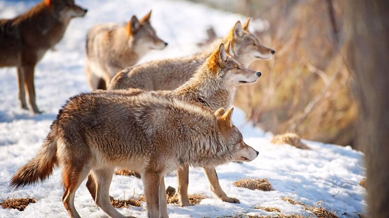 Coyotes in Snow — Brown, Alert, Winter, Photograph, Trees, Forest
