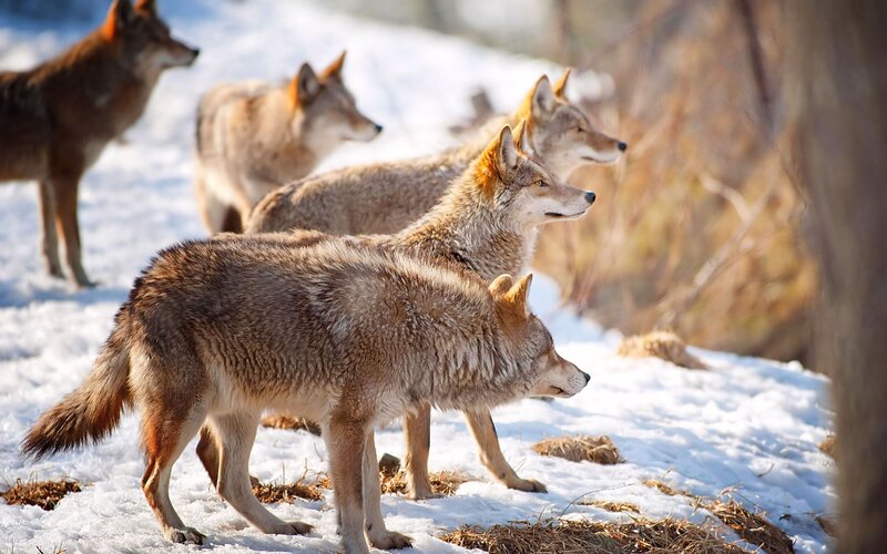 Coyotes in Snow — Brown, Alert, Winter, Photograph, Trees, Grass