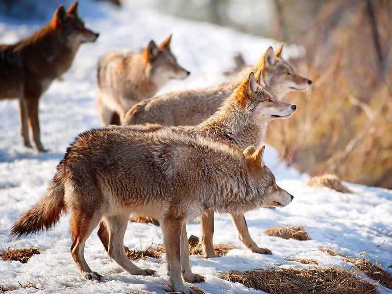 Coyotes in Snow — Brown, Alert, Winter