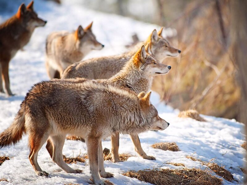 Coyotes in Snow — Brown