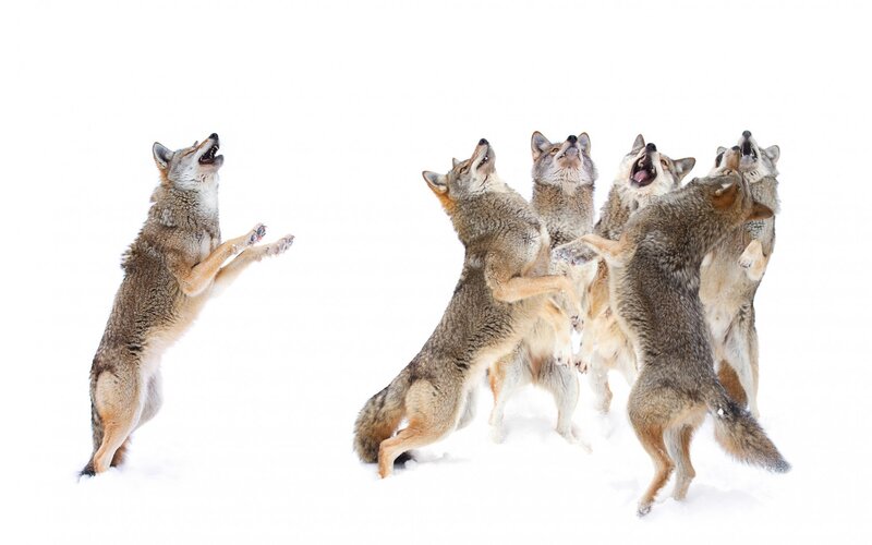 Coyotes in Snow — White, Dynamic