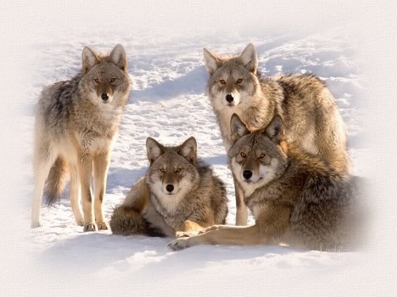 Coyotes in Snow — White