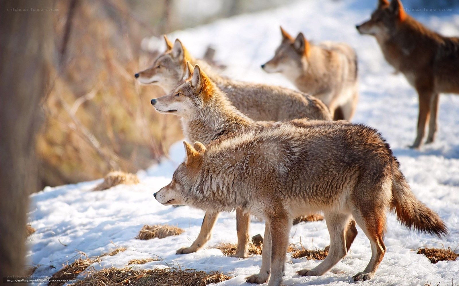 Coyotes in snowy landscape