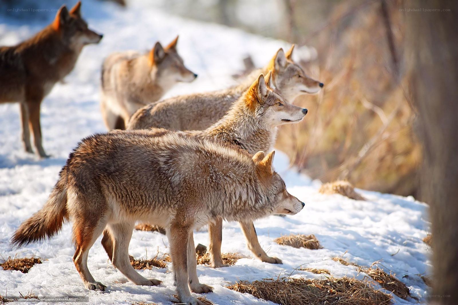Coyotes in snowy landscape
