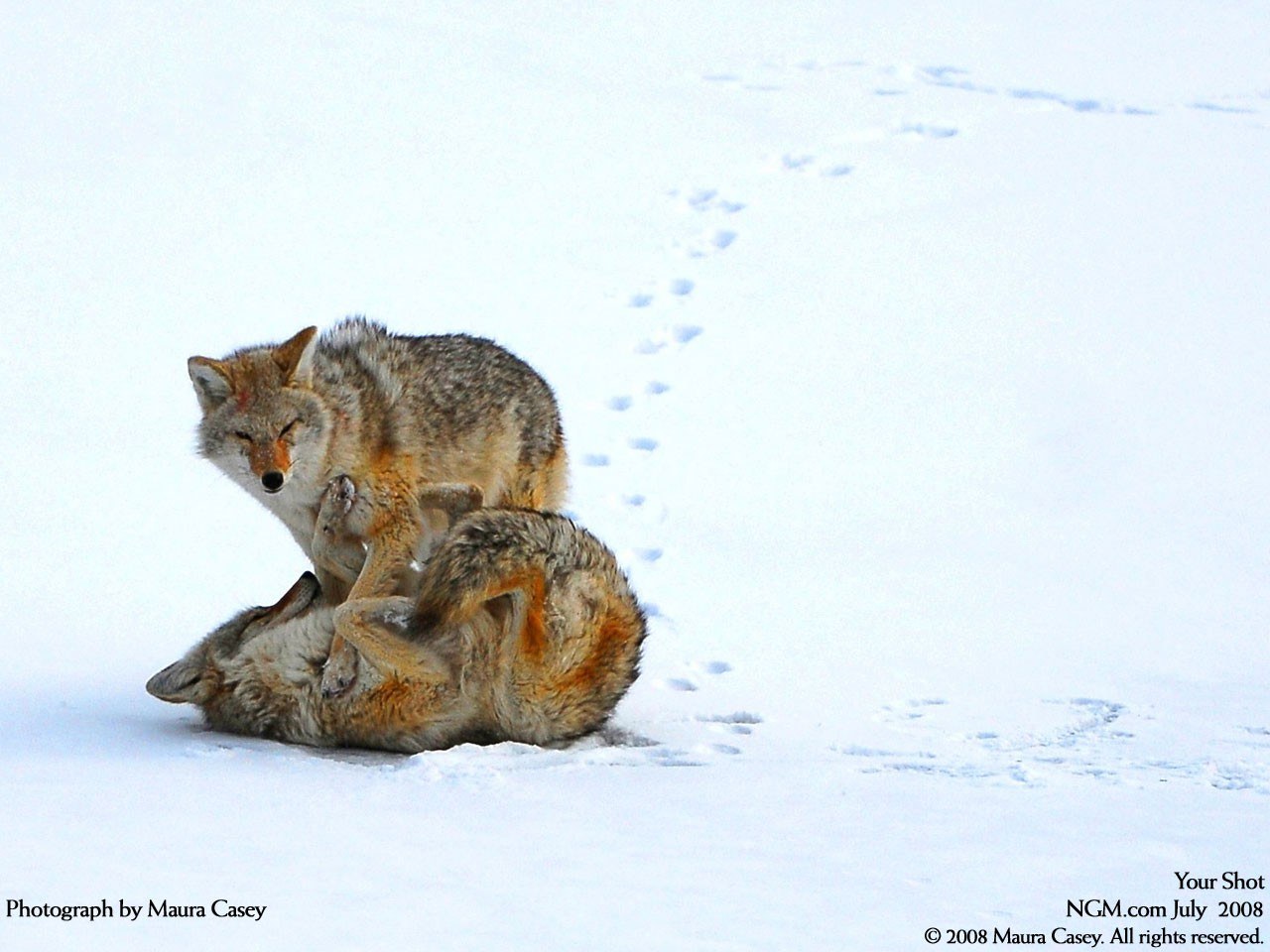 Coyotes playing in snow
