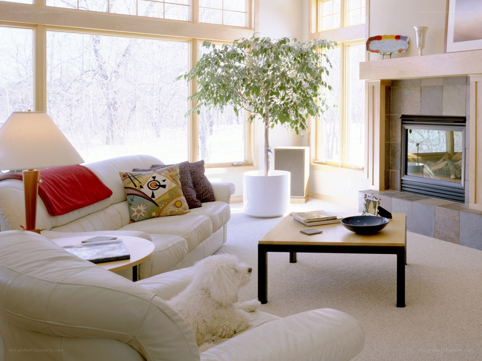 Cozy living room with dog