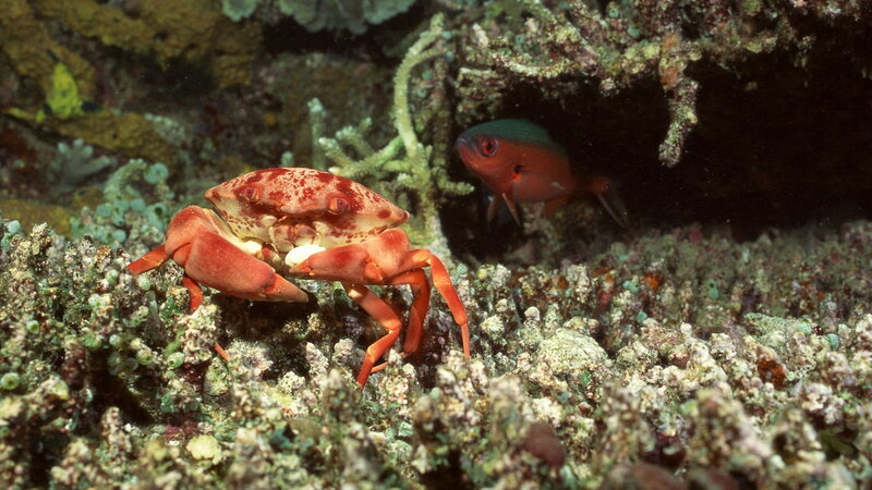 crab and fish on coral reef