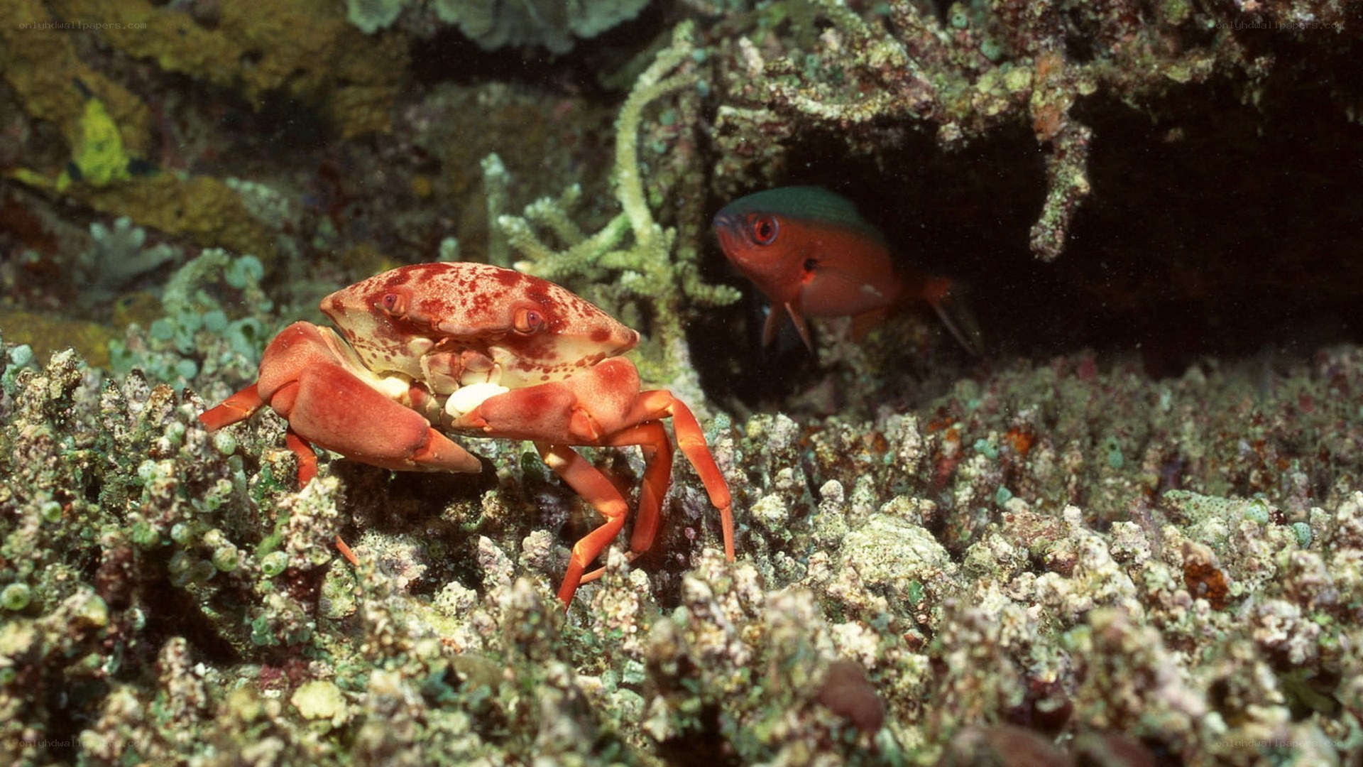 crab and fish on coral reef