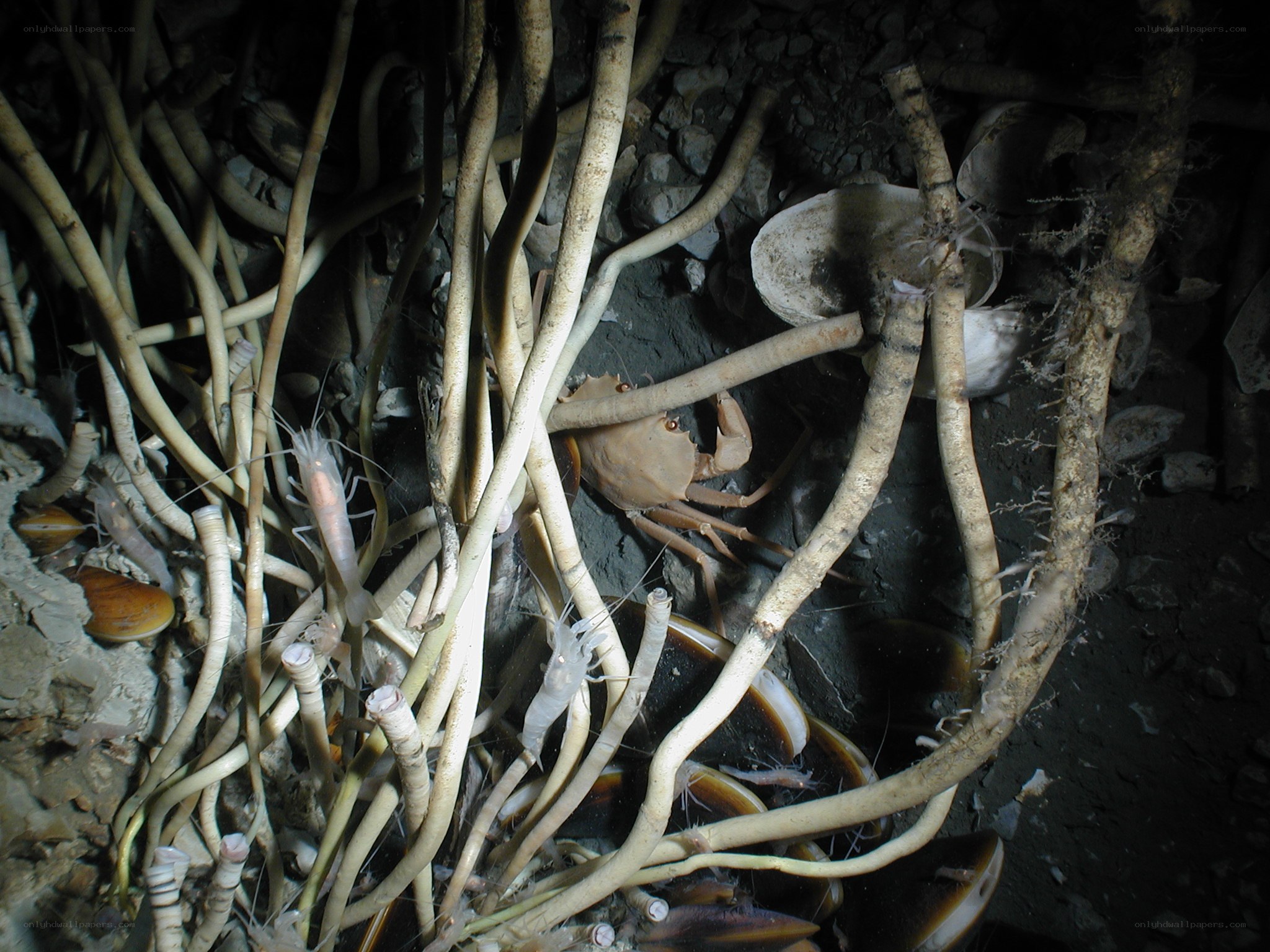 Crab and shrimp among roots