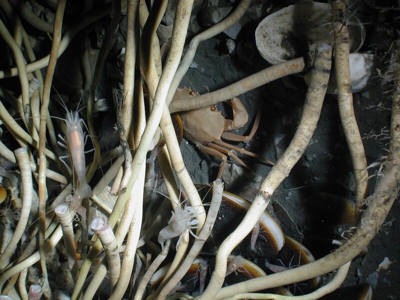 Crab and shrimp among roots