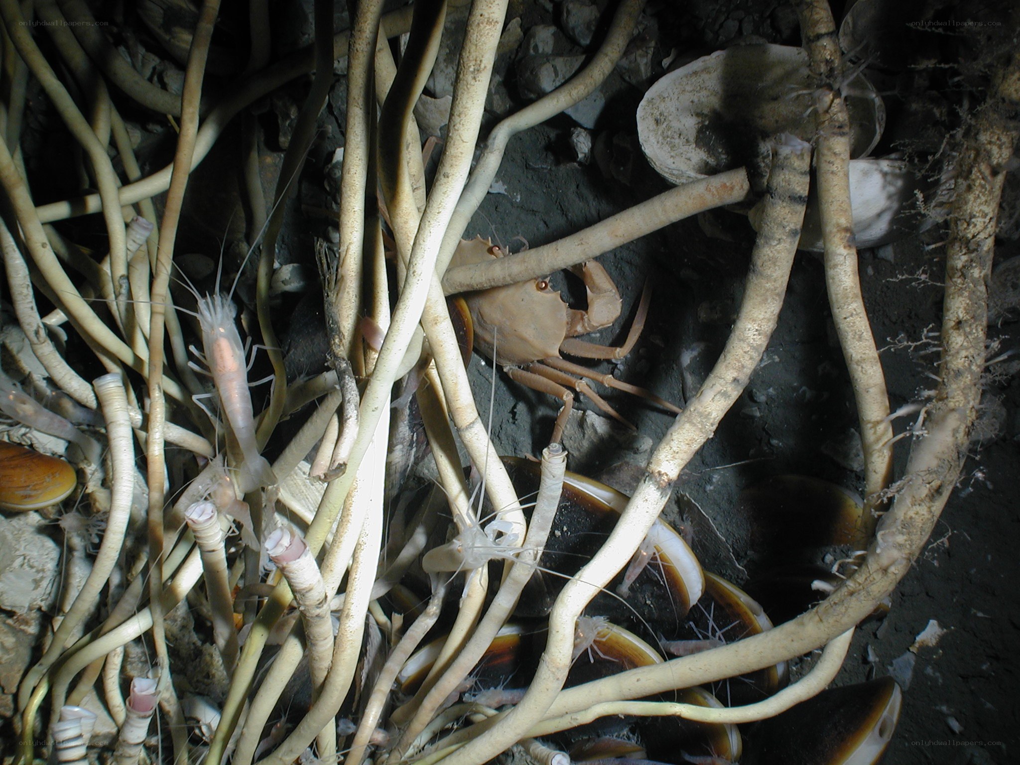 Crab and shrimp among roots