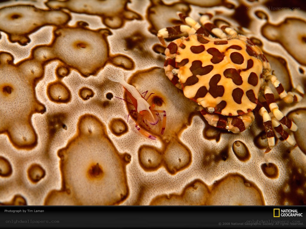 Crab and shrimp on coral