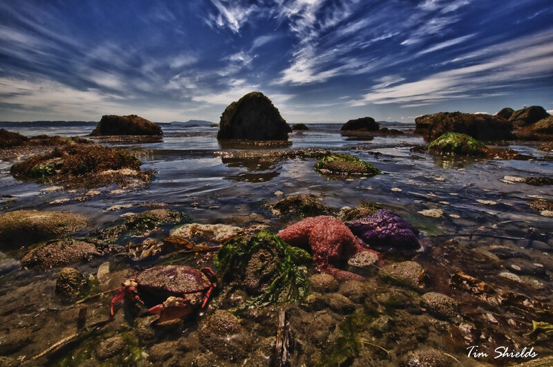Crab and Starfish in Tide Pool