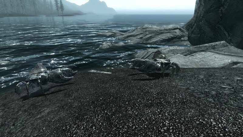 Crab carcasses on a shore