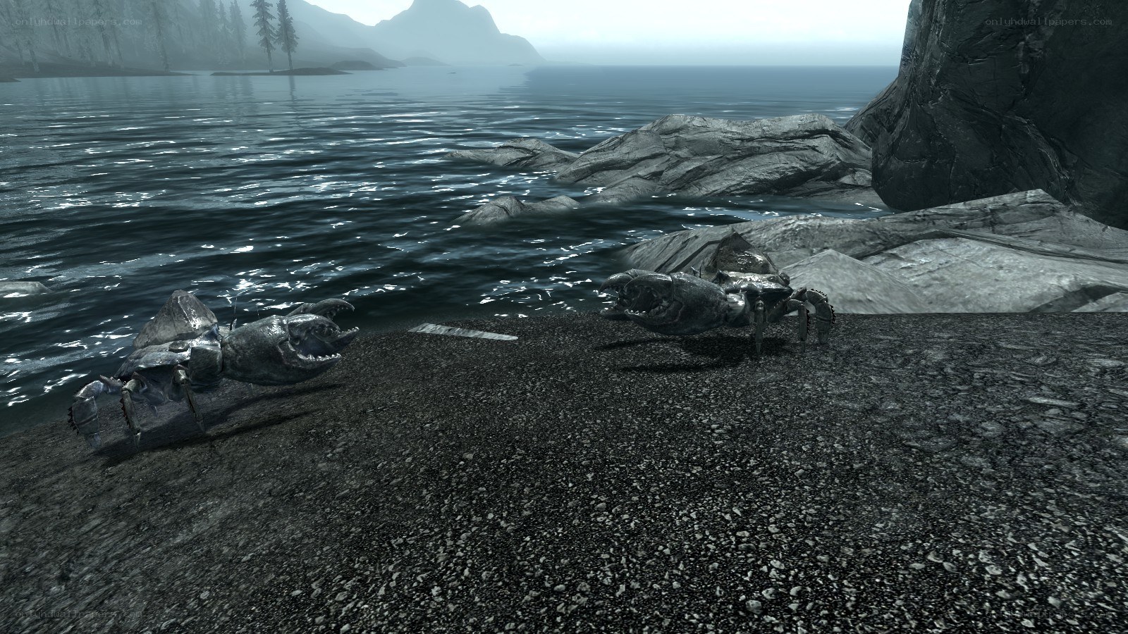 Crab carcasses on a shore