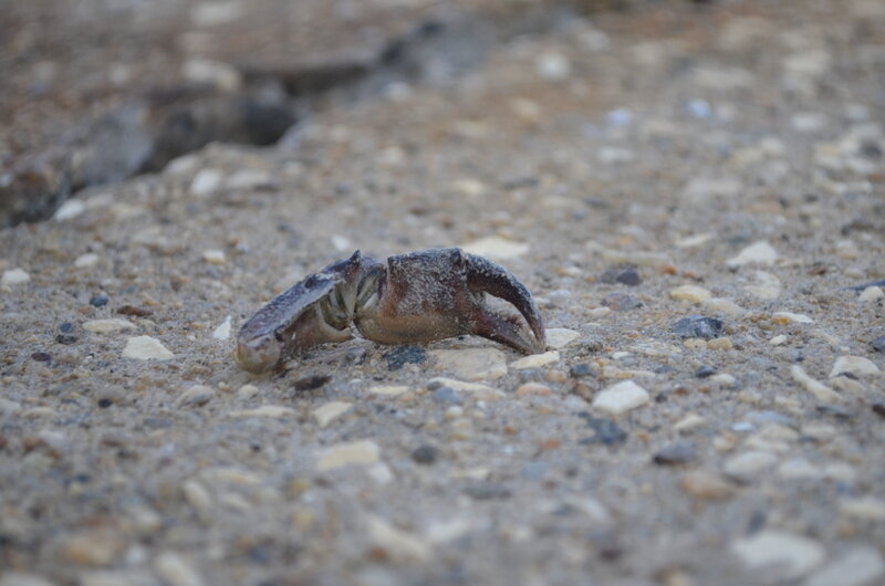 Crab Claw on Sand — Brown