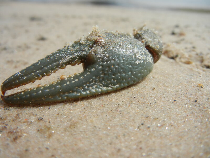 Crab Claw on Sand
