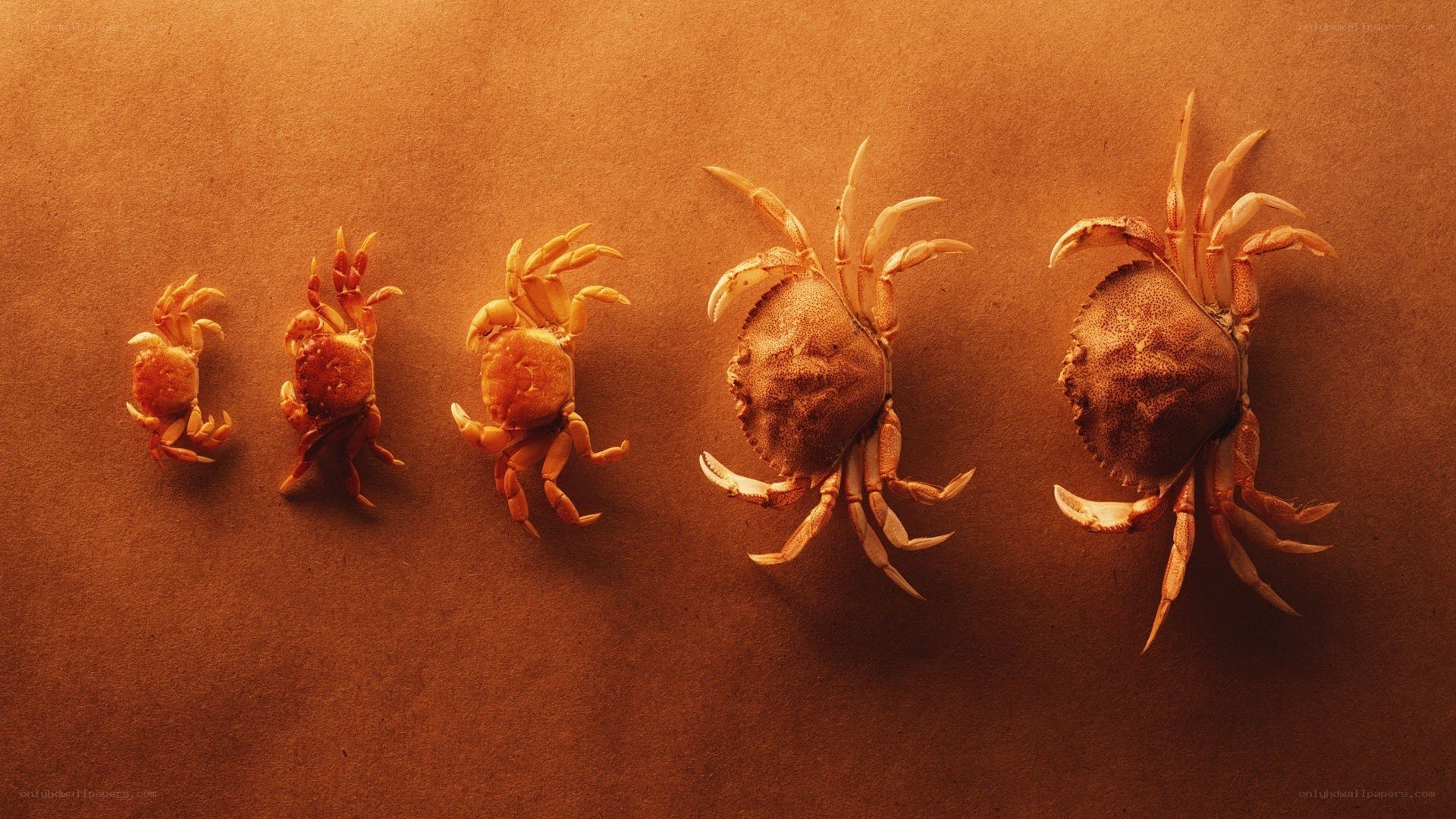 Crab growth stages