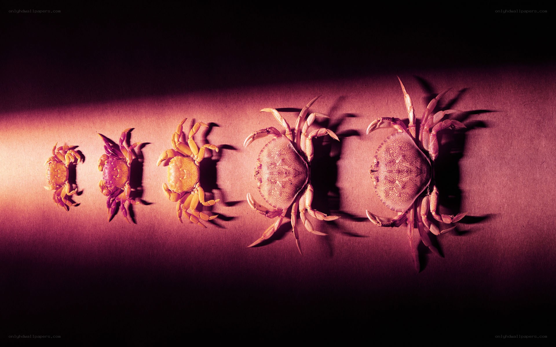 Crab growth stages
