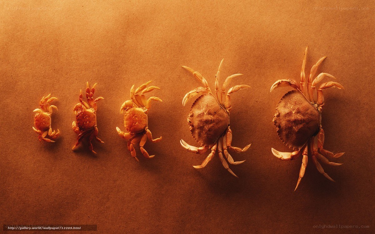 Crab growth stages