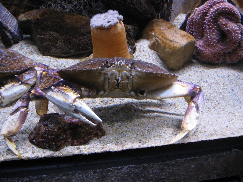Crab in aquarium tank