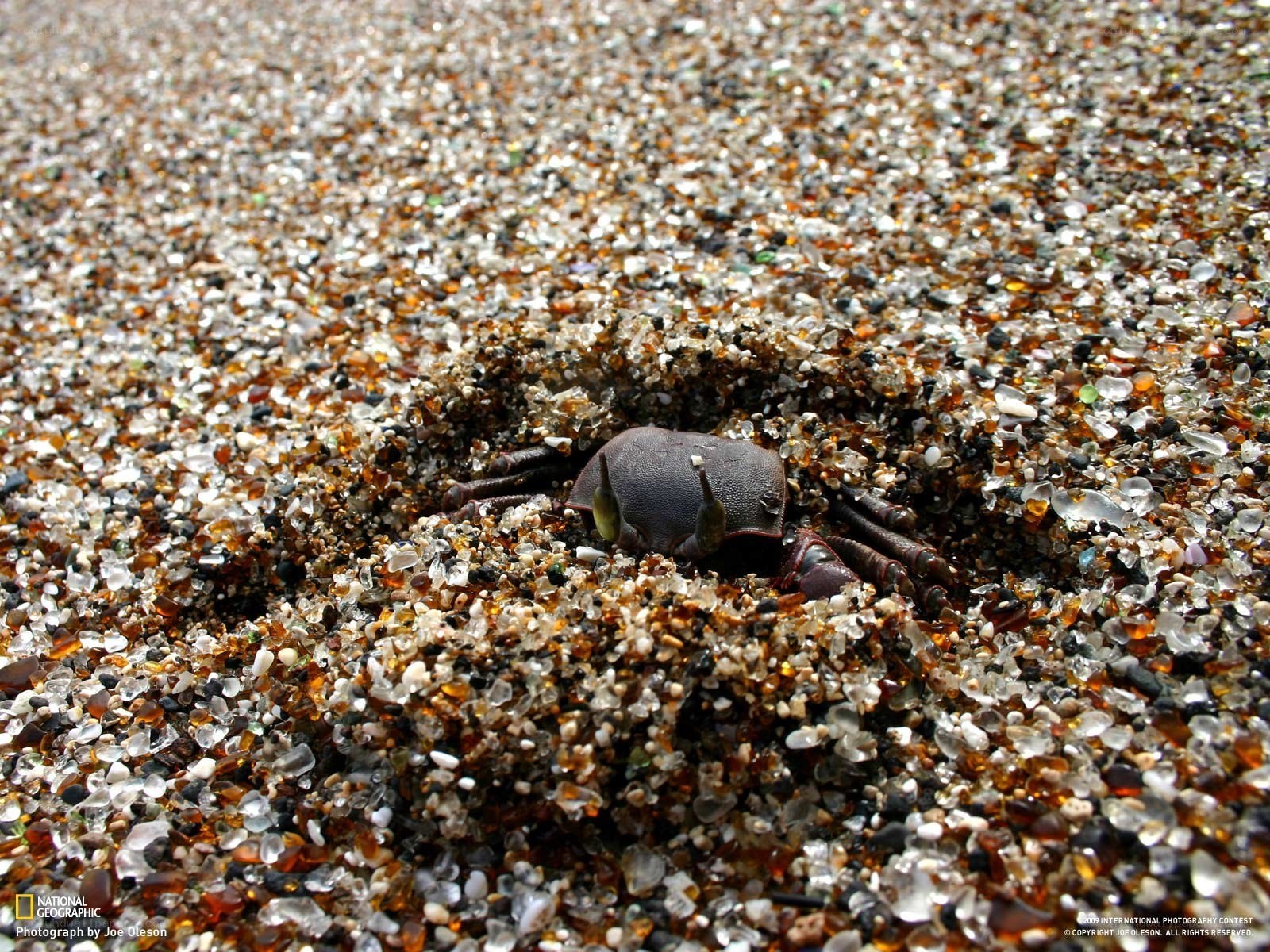 Crab in glass-covered sand