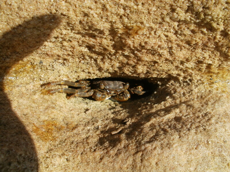 Crab in Sand Burrow