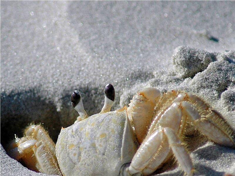 Crab in Sand