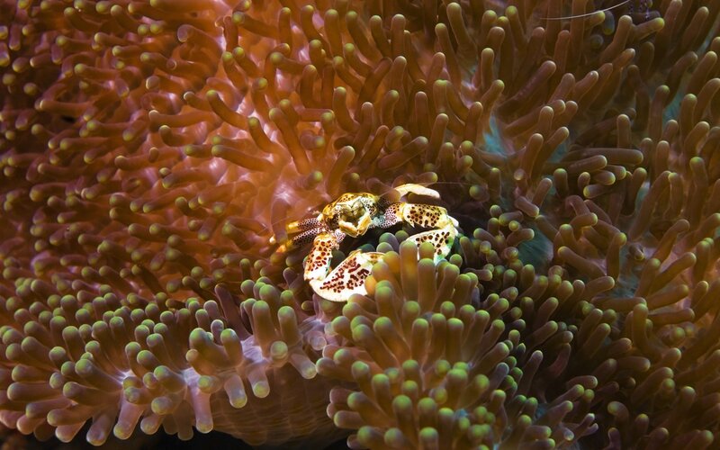 Crab in Sea Anemone — Brown, Natural