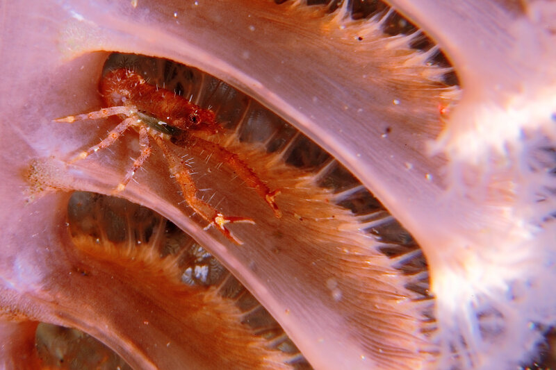 crab in sea anemone tentacle