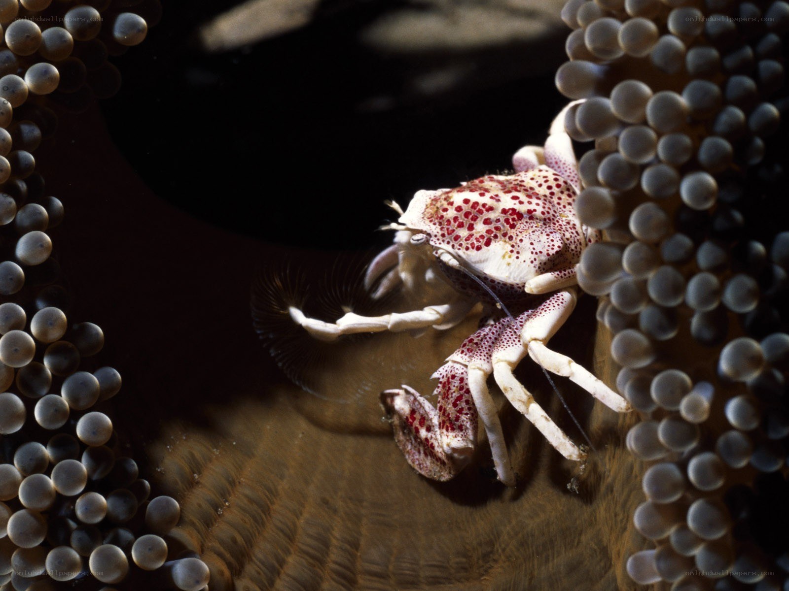 crab in sea anemone tentacles